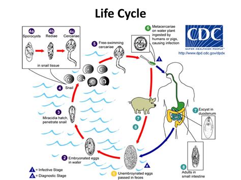  Heterophyes Heterophyes: A Tiny Trematode That Lives a Life Straight Out of a Spy Movie!