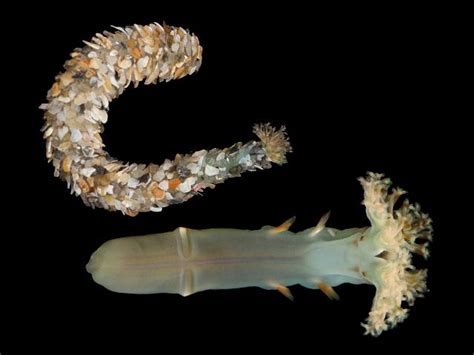  Owenia – This Remarkably Adaptable Marine Worm Thrives Both as a Filter Feeder and a Scavenger!