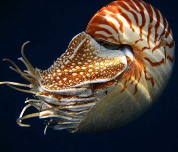   pearly Nautilus, 엄청난 고대의 아름다움과 신비로운 유체역학을 자랑하는 전설 속의 연체동물!