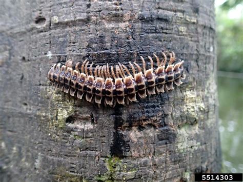  White-Legged Millipede: Discovering the Curious Armored Wanderer Beneath the Fallen Leaves!