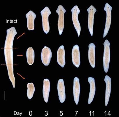  Yellow Planarian: A Colorful Master of Regeneration and Stealthy Scavenging!